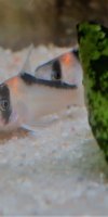 Corydoras-Franke.de