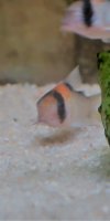 Corydoras-Franke.de