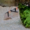 Corydoras adolfoi