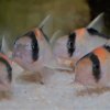 Corydoras-Franke.de