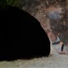Corydoras-Franke.de