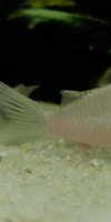 Corydoras-Franke.de