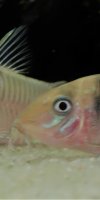 Corydoras-Franke.de