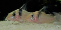 Corydoras-Franke.de
