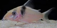 Corydoras-Franke.de