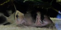 Corydoras-Franke.de