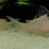 Corydoras-Franke.de