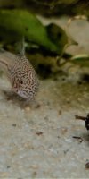 Corydoras-Franke.de