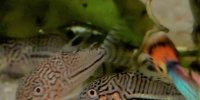 Corydoras-Franke.de