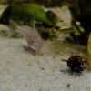 Corydoras-Franke.de
