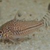 Corydoras-Franke.de