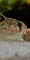 Corydoras-Franke.de