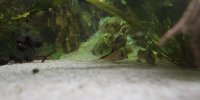 Corydoras-Franke.de