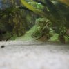 Corydoras-Franke.de
