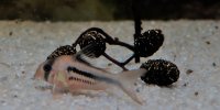 Corydoras-Franke.de