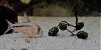 Corydoras-Franke.de