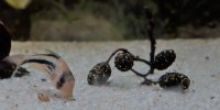 Corydoras-Franke.de
