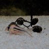 Corydoras-Franke.de