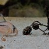 Corydoras-Franke.de
