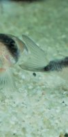 Corydoras-Franke.de