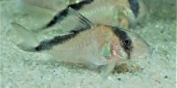 Corydoras-Franke.de