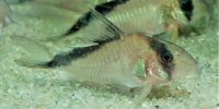 Corydoras-Franke.de