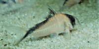 Corydoras-Franke.de
