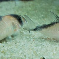 Corydoras-Franke.de