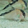 Corydoras-Franke.de