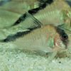 Corydoras-Franke.de