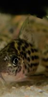 Corydoras-Franke.de