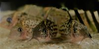 Corydoras-Franke.de