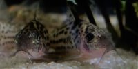 Corydoras-Franke.de