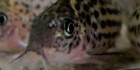 Corydoras-Franke.de