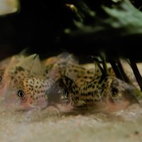 Corydoras-Franke.de