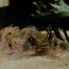 Corydoras agassizi