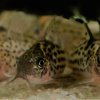 Corydoras-Franke.de
