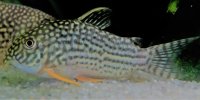 Corydoras-Franke.de