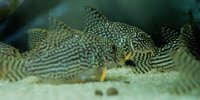 Corydoras-Franke.de
