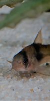 Corydoras-Franke.de