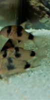 Corydoras-Franke.de