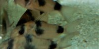 Corydoras-Franke.de