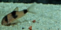 Corydoras-Franke.de
