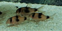 Corydoras-Franke.de