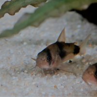 Corydoras-Franke.de