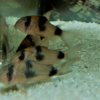 Corydoras-Franke.de