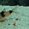 Corydoras-Franke.de